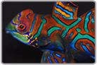 Green Mandarin Dragonet - Male